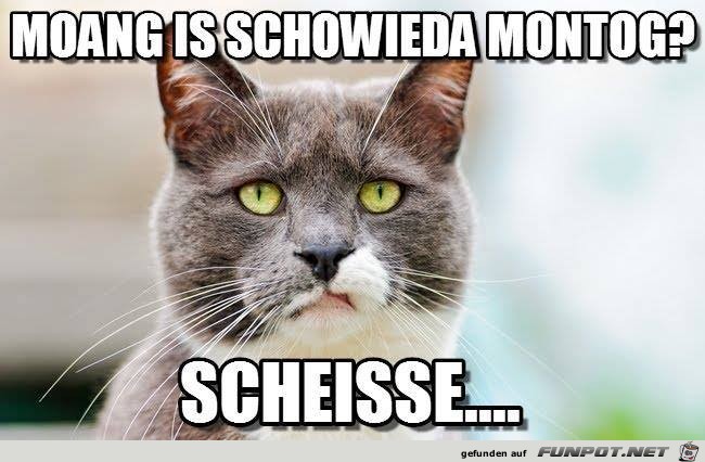 scho wida montag