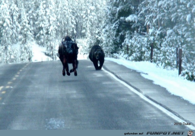 Br vs Bison (16 seltene Fotos) im ...