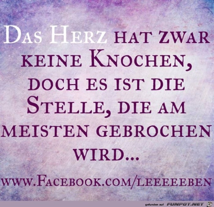 knochen knochen