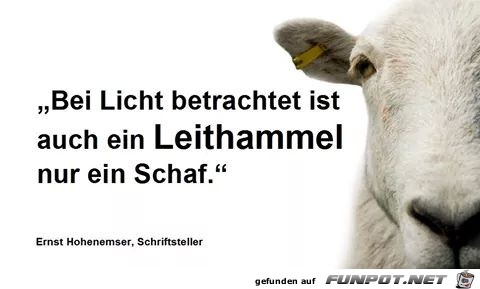 schaf