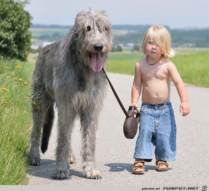 nette Bilder von Familienhunden!