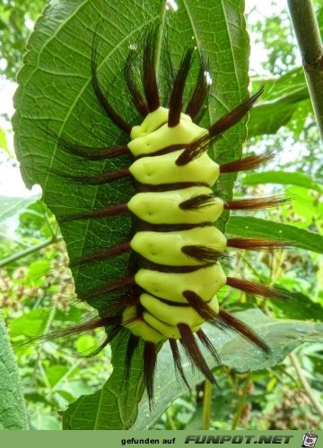 Welt der Insekten