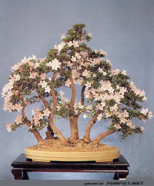 Blhende Bonsai-Bume...