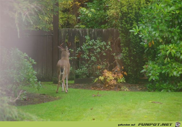 Ein Gru kam aus Port Hardy! Vancouver Island....