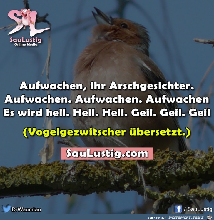 aufwachen aufwachen