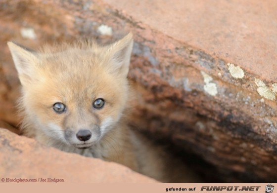 foxbaby- 11 foxbaby- 11