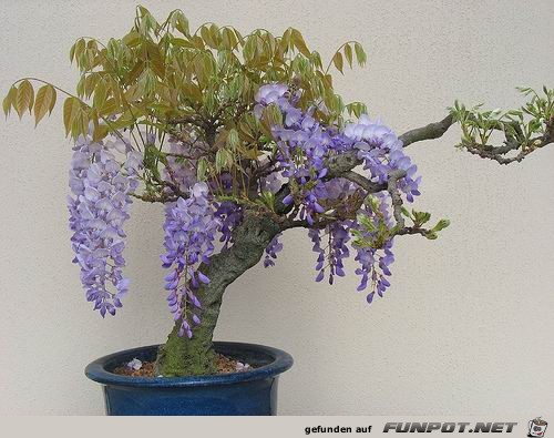 Blhende Bonsai-Bume...