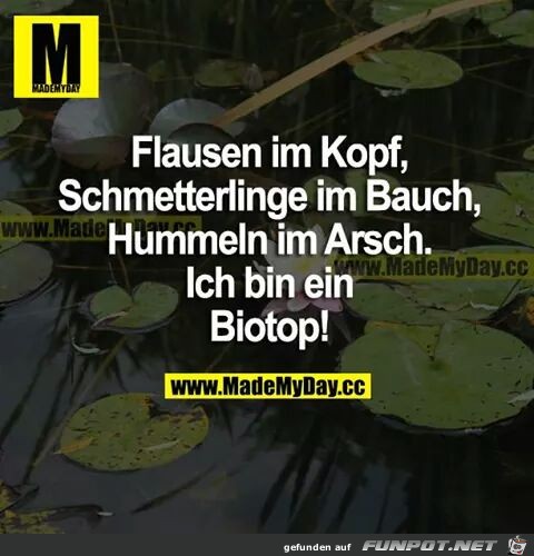 Flausen Flausen