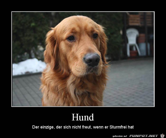 Hund Hund