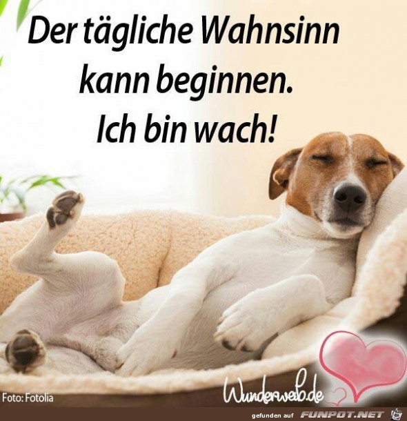 Der tägliche Wahnsinn Der tägliche Wahnsinn