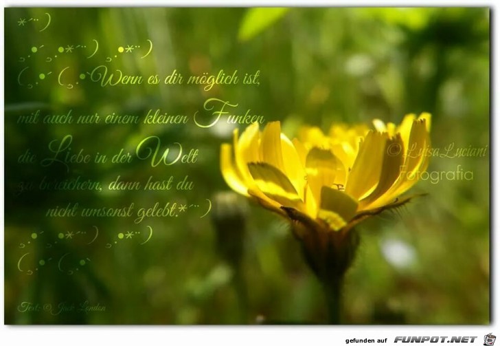 einen Funken Liebe einen Funken Liebe