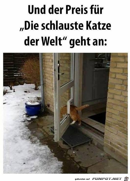 Die schlauste Katze der Welt