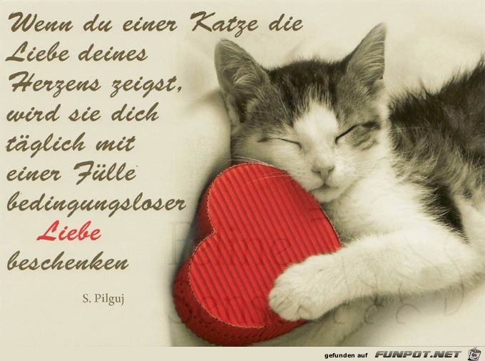 Wenn du eine Katze Wenn du eine Katze