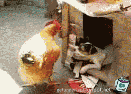 wenn der Hund mit dem Hahn wenn der Hund mit dem Hahn