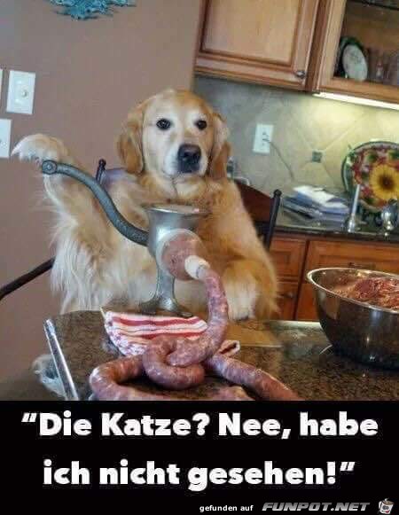 Die Katze Die Katze