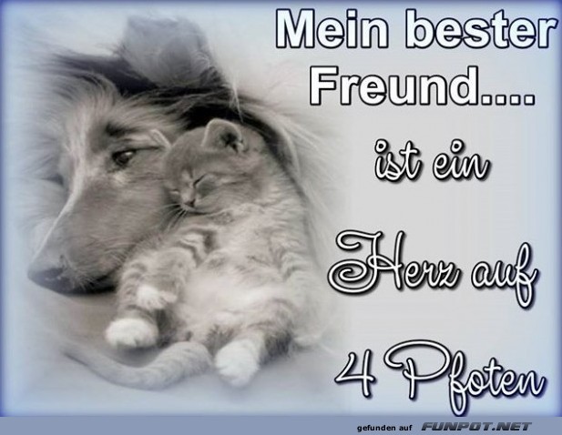 herzige Tierbilder herzige Tierbilder