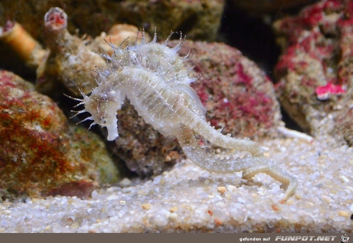 Schoene Tierbilder 19 Schoene Tierbilder 19