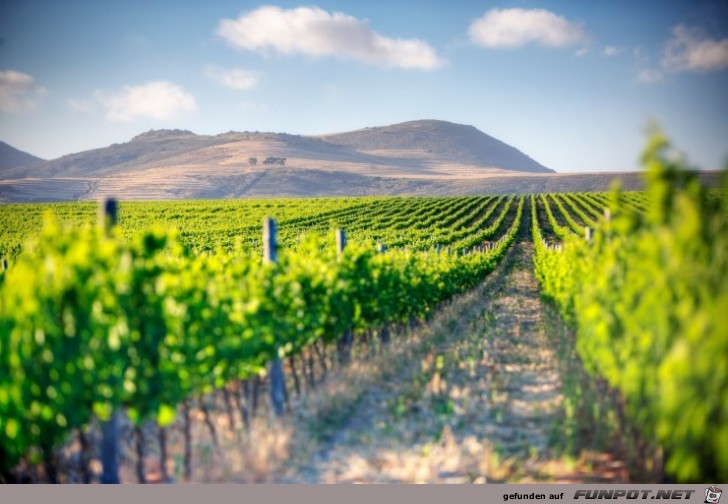 Die schoensten Wein-Gegenden der Welt 19