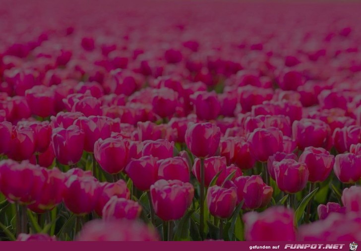 wie schön der Frühling ist wie schön der Frühling ist