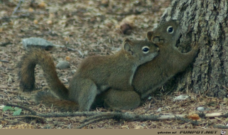 ein paar süße Bilder von Eichhörnchen