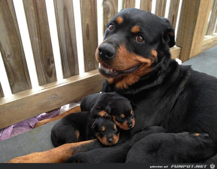 Niedliche Welpen mit ihrer Mama!