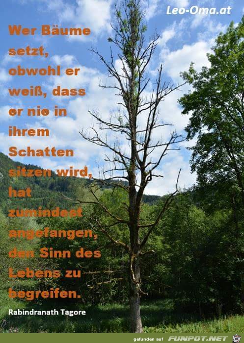wer baeume setzt wer baeume setzt