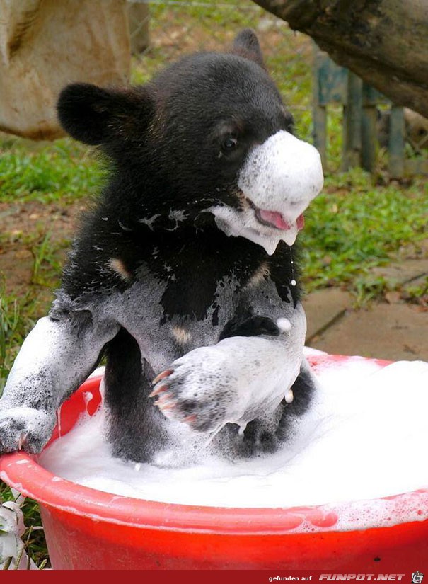 Tiere beim Baden! Sind die nicht klasse?