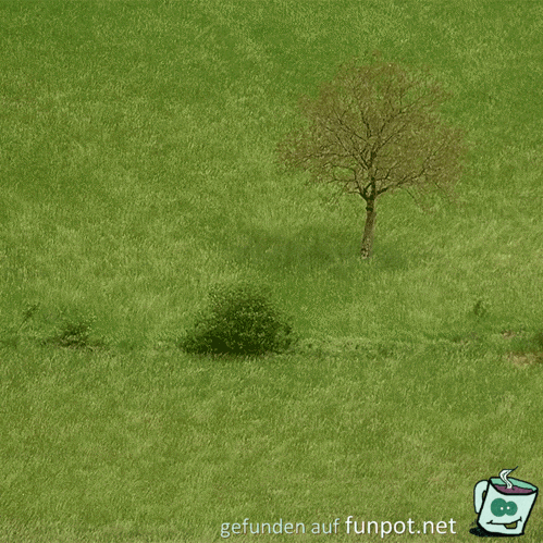 gif Wiese mit Baum gif Wiese mit Baum
