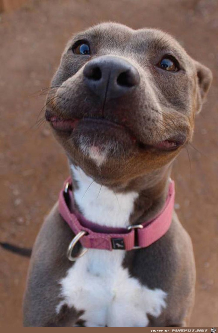 Lachende Hundegesichter 8 Lachende Hundegesichter 8