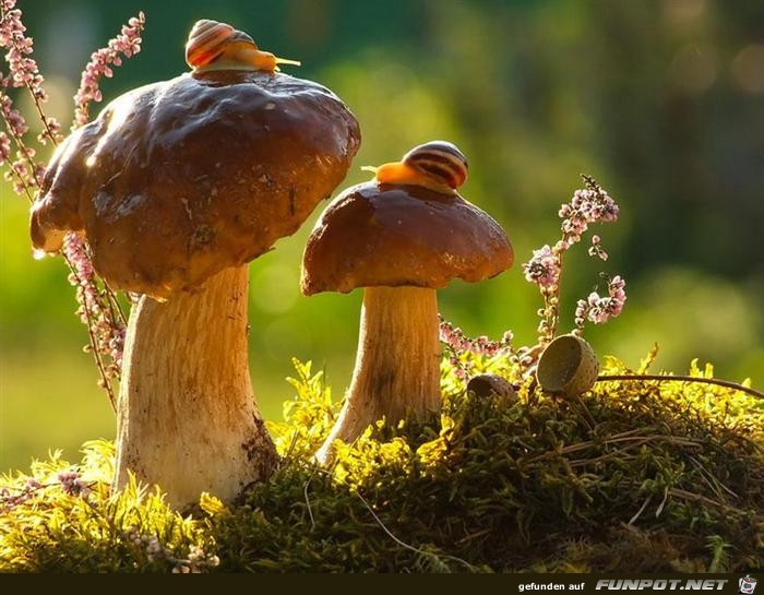 Wunderschne Schnecken!