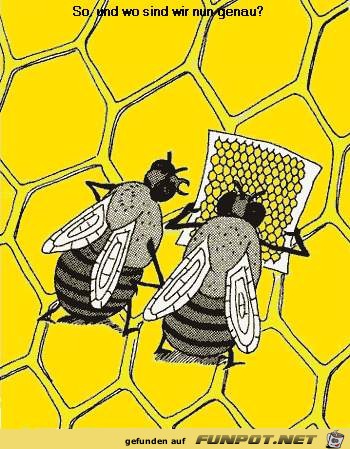 Bienen mit stadtplan Bienen mit stadtplan