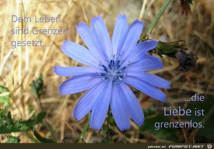 DEM LEBEN SIND GRENZEN GESETZT