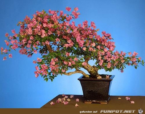 Blhende Bonsai-Bume...