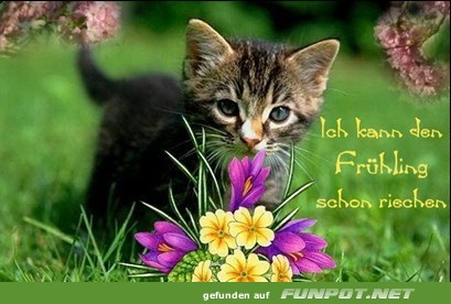 herzige Tierbilder herzige Tierbilder
