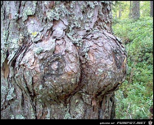 dieser baum ist weiblich dieser baum ist weiblich