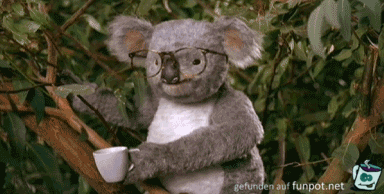 dem Koala in die Fresse dem Koala in die Fresse
