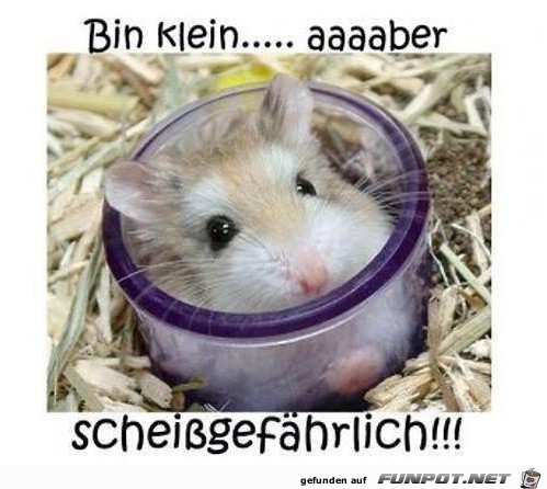 bin-klein bin-klein