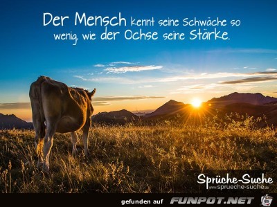 lebensweisheit-ochse-auf-weide lebensweisheit-ochse-auf-weide