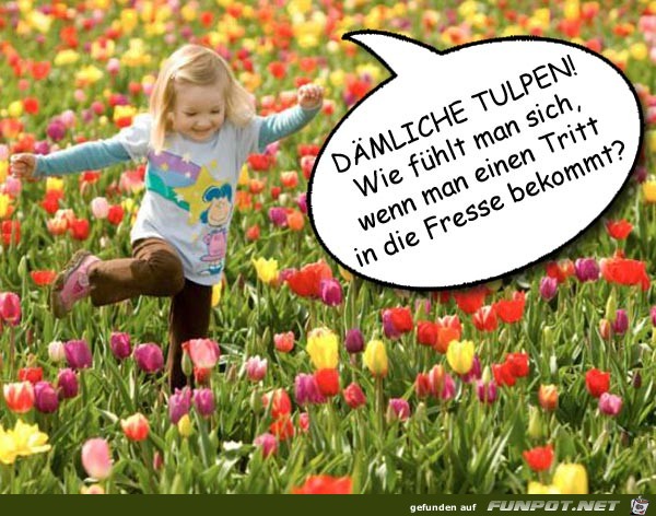 Tulpen aus Amsterdam Tulpen aus Amsterdam