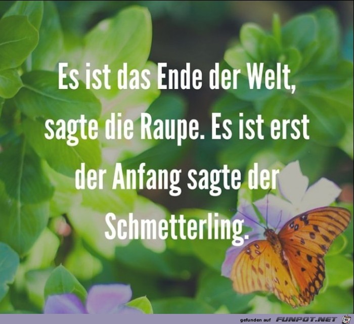 Schmetterling