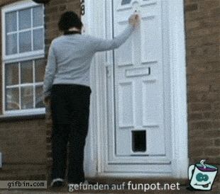 gif Katze veräppelt gif Katze veräppelt