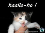 hallocatmini hallocatmini