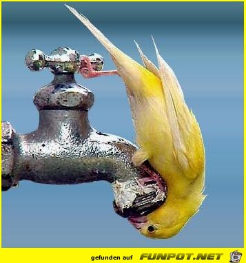 Thirsty Thirsty