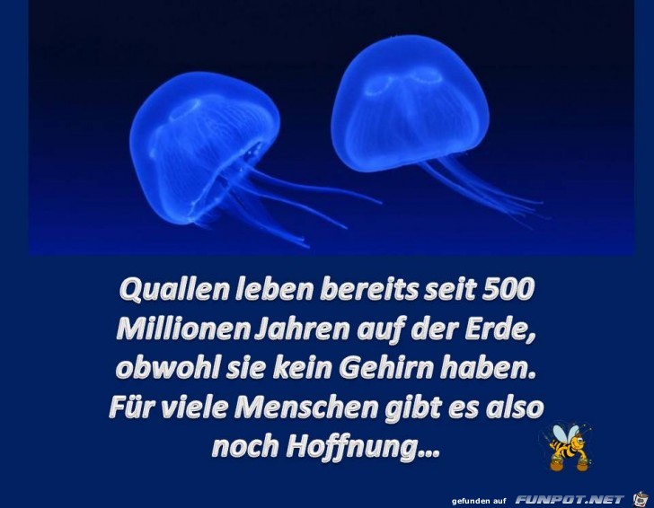 Quallen Quallen