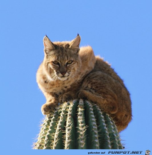 Luchs thront auf der Spitze eines Saguaro Kaktus