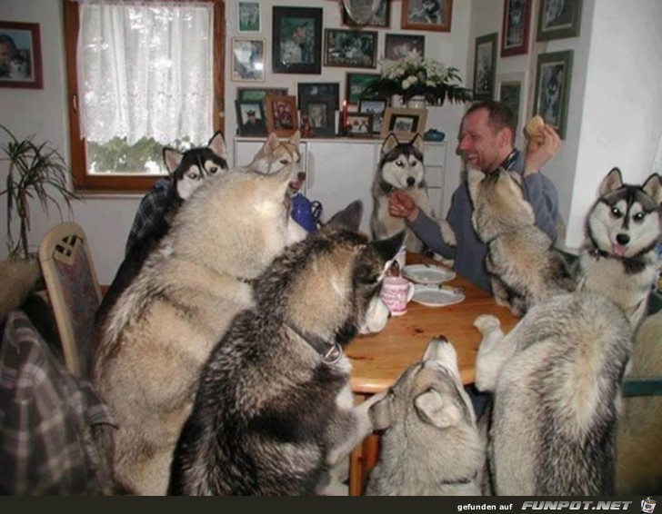 viele Hunde am Tisch