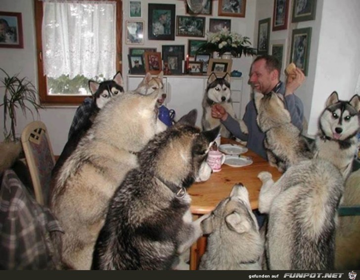 viele Hunde am Tisch viele Hunde am Tisch