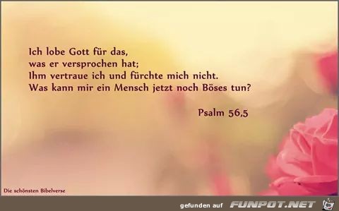 Psalm 56 5