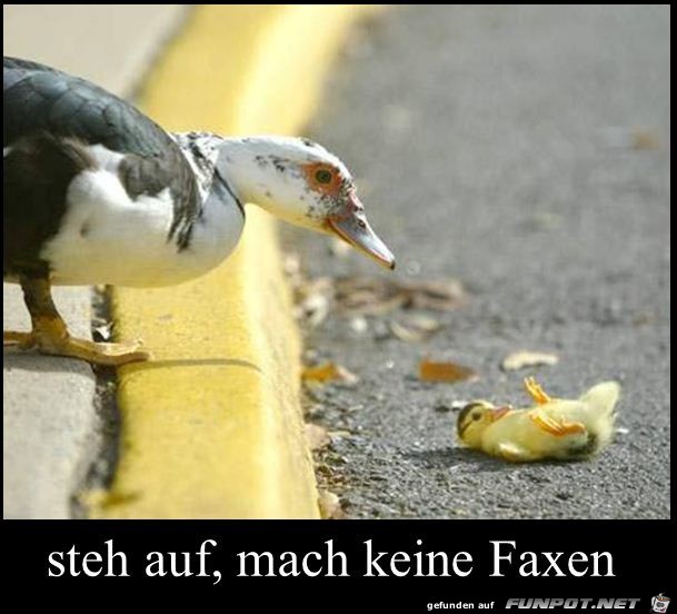 steh auf steh auf