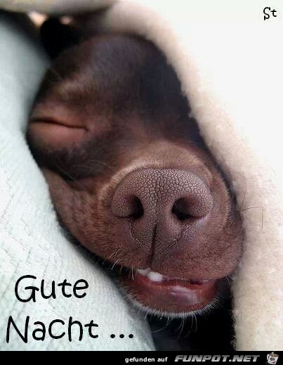 gute Nacht gute Nacht